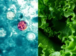 ‘Diarreia explosiva’: surto de parasita infecta mais de 3,7 mil pessoas nos EUA