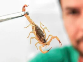 Saiba os riscos do envenenamento por picada de escorpião em crianças