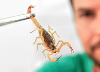 Saiba os riscos do envenenamento por picada de escorpião em crianças