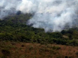 Observatório registra menor nível de emissões de gases do efeito estufa desde 2003