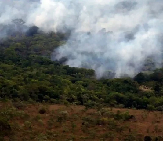 Observatório registra menor nível de emissões de gases do efeito estufa desde 2003