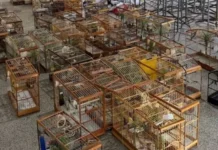 Torneio irregular de pássaros termina com 95 aves apreendidas em Salvador