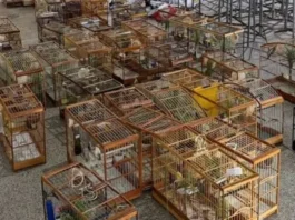 Torneio irregular de pássaros termina com 95 aves apreendidas em Salvador