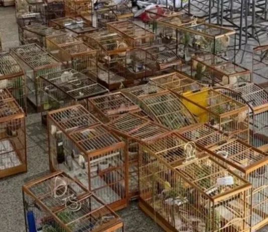 Torneio irregular de pássaros termina com 95 aves apreendidas em Salvador