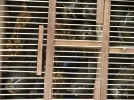 PRF resgata 17 aves silvestres e apreende cocaína em ônibus no Sudoeste baiano