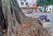 Árvores centenárias da antiga Praça do “Lambe-lambe” são utilizadas como sanitários públicos