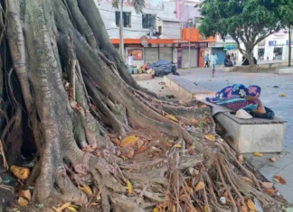 Árvores centenárias da antiga Praça do “Lambe-lambe” são utilizadas como sanitários públicos
