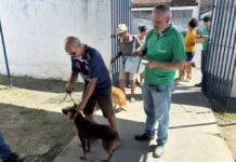 Mais de 32 mil cães e gatos já foram vacinados contra a raiva em Feira de Santana