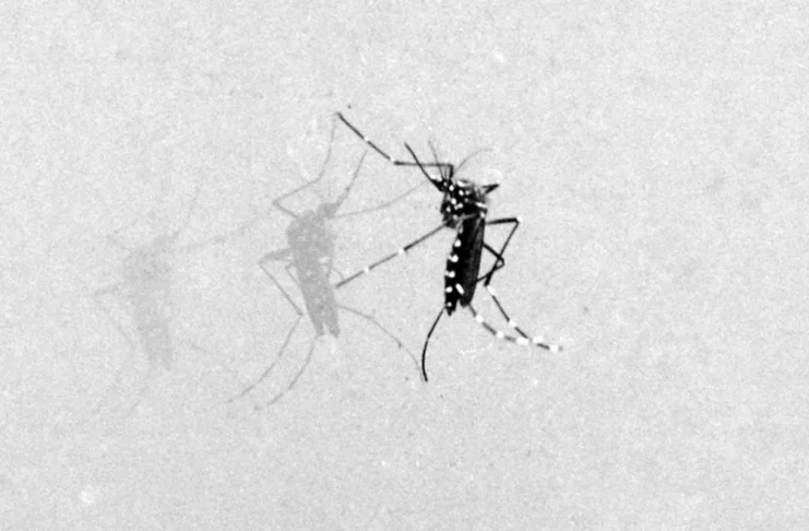 Feira de Santana recebe alerta intensificado contra chikungunya