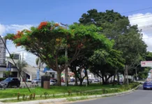Cidade mais verde: Feira de Santana conquista recurso federal para plantio de árvores