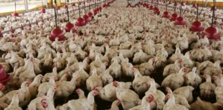 Brasil identifica caso de doença grave causada por frango