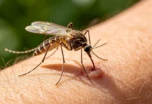 Alerta de saúde: Feira de Santana registra salto de chikungunya e lança nova tecnologia contra o mosquito